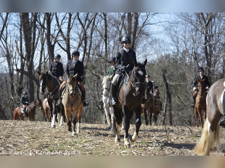 American Quarter Horse Giumenta 4 Anni 147 cm Pelle di daino in Street, MD