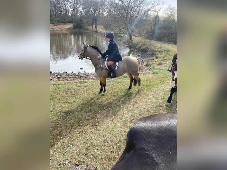 American Quarter Horse Giumenta 4 Anni 147 cm Pelle di daino in Street, MD