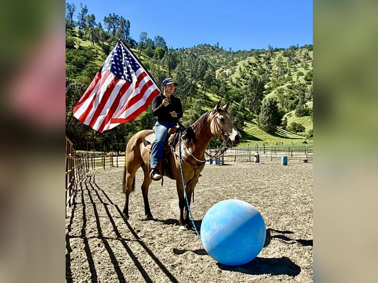 American Quarter Horse Giumenta 4 Anni 147 cm Pelle di daino in King City