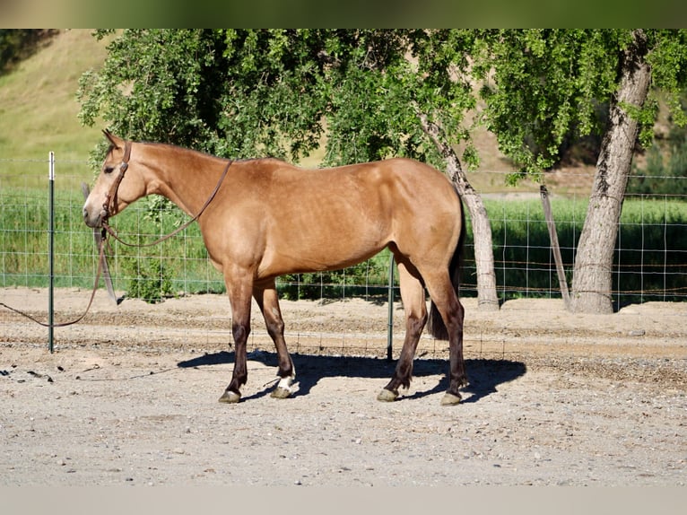 American Quarter Horse Giumenta 4 Anni 147 cm Pelle di daino in King City