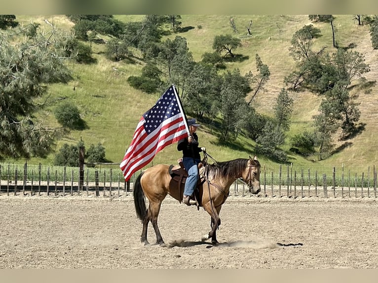 American Quarter Horse Giumenta 4 Anni 147 cm Pelle di daino in King City