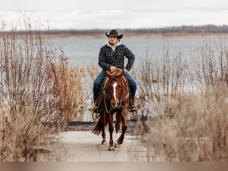 American Quarter Horse Giumenta 4 Anni 147 cm in Lewistown, IL