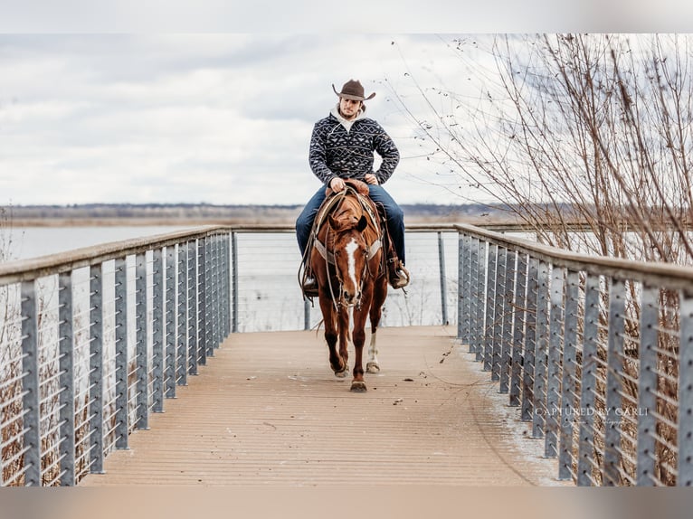 American Quarter Horse Giumenta 4 Anni 147 cm in Lewistown, IL