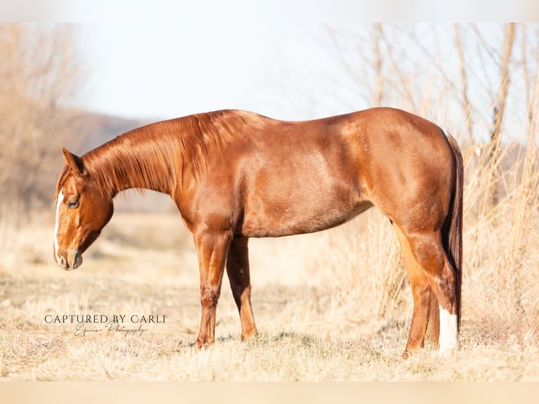 American Quarter Horse Giumenta 4 Anni 147 cm in Lewistown, IL