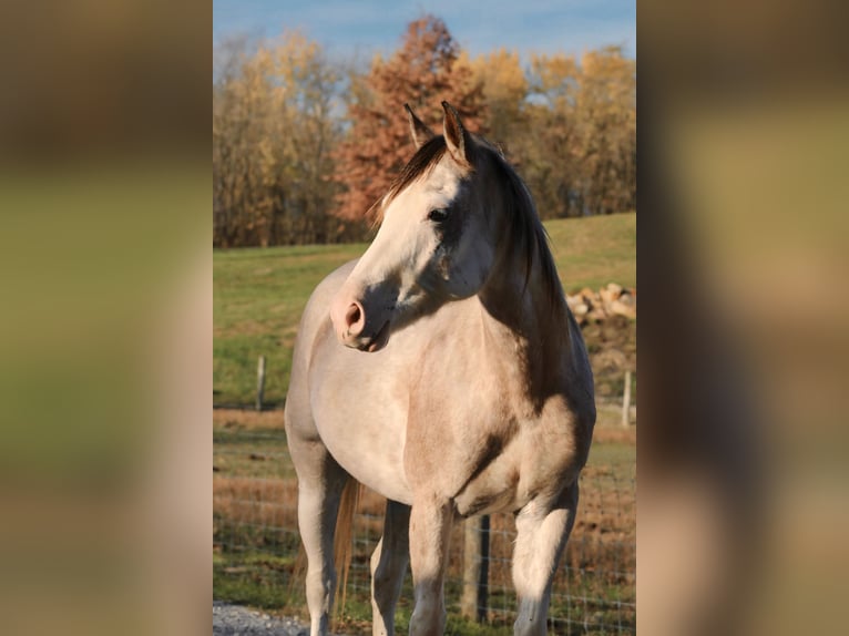 American Quarter Horse Giumenta 4 Anni 147 cm Sabino in Beach City, OH