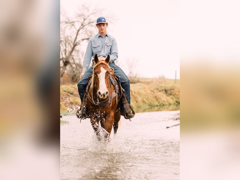 American Quarter Horse Giumenta 4 Anni 147 cm Sauro ciliegia in Decorah, IA