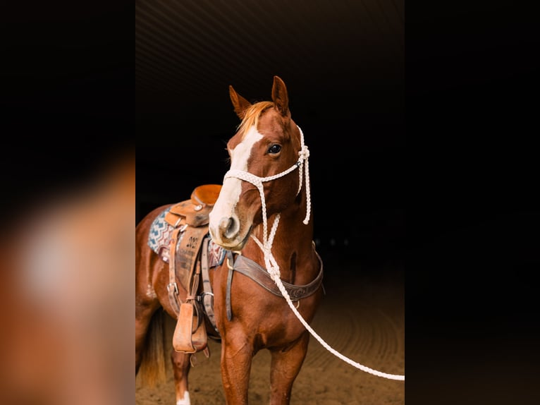 American Quarter Horse Giumenta 4 Anni 147 cm Sauro ciliegia in Decorah, IA