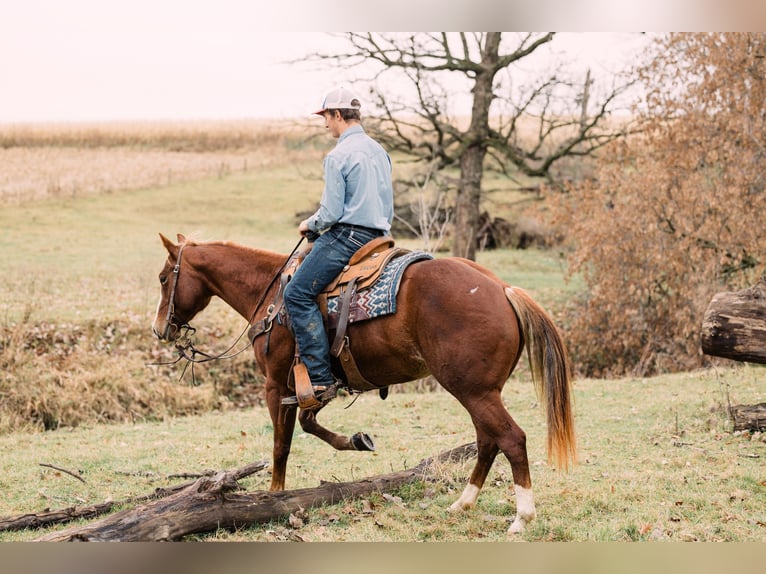 American Quarter Horse Giumenta 4 Anni 147 cm Sauro ciliegia in Decorah, IA