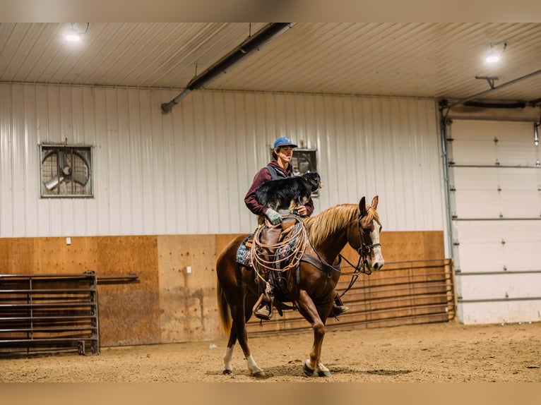 American Quarter Horse Giumenta 4 Anni 147 cm Sauro ciliegia in Decorah, IA