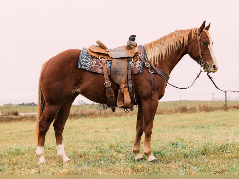 American Quarter Horse Giumenta 4 Anni 147 cm Sauro ciliegia in Decorah, IA