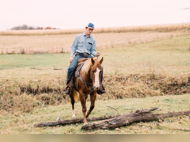 American Quarter Horse Giumenta 4 Anni 147 cm Sauro ciliegia in Decorah, IA