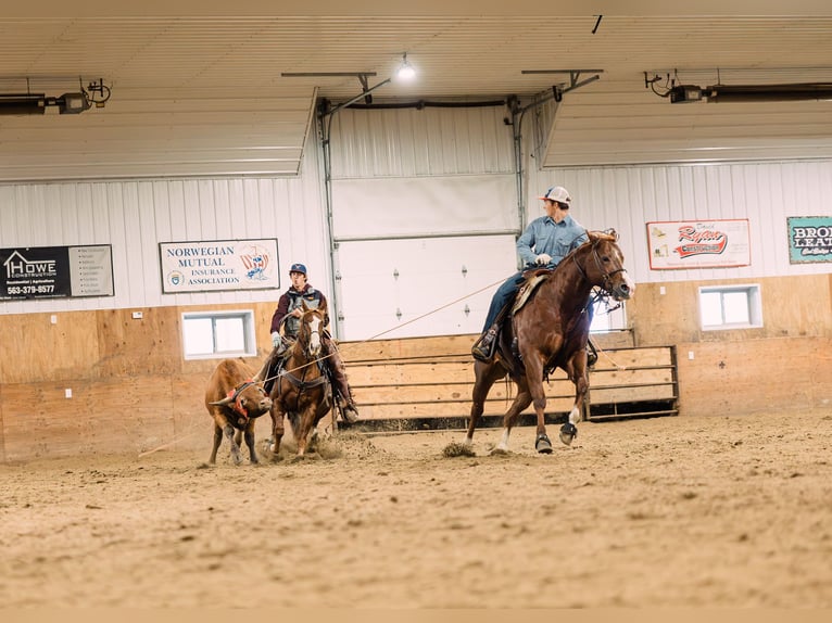 American Quarter Horse Giumenta 4 Anni 147 cm Sauro ciliegia in Decorah, IA