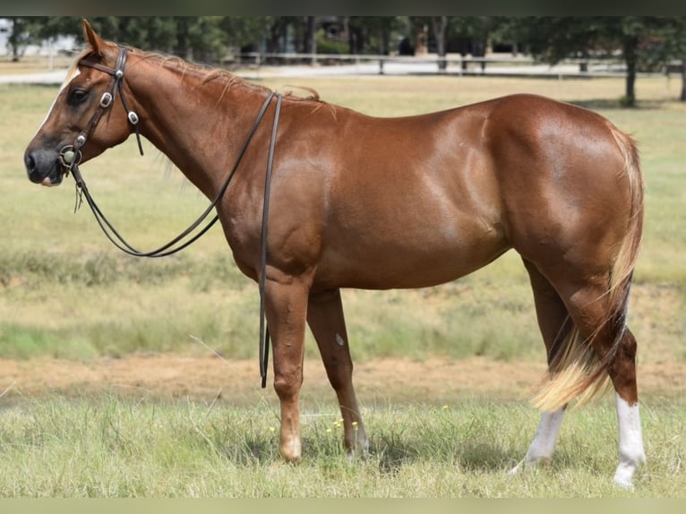 American Quarter Horse Giumenta 4 Anni 147 cm Sauro ciliegia in Jacksboro