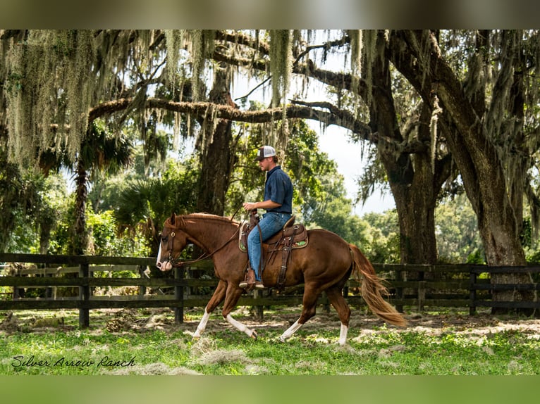 American Quarter Horse Giumenta 4 Anni 147 cm Sauro ciliegia in Morriston, FL