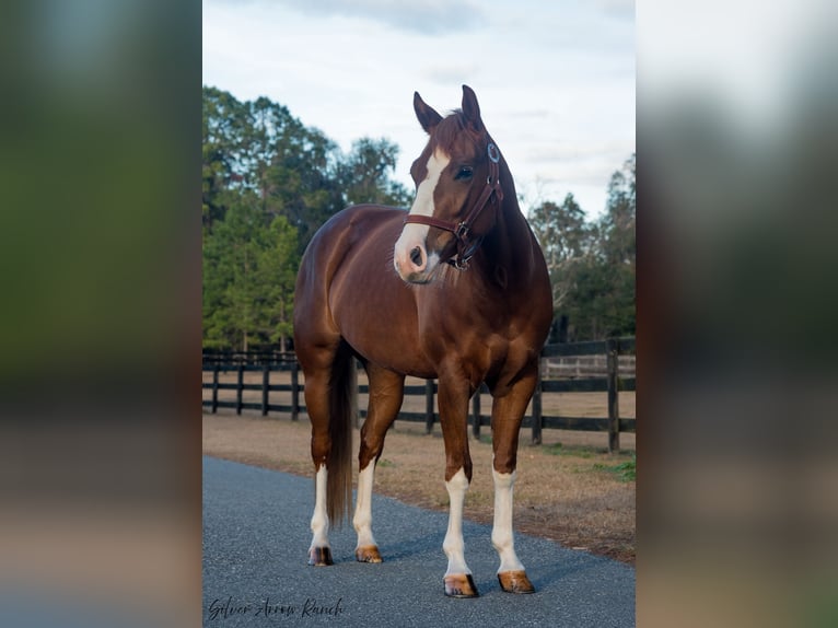 American Quarter Horse Giumenta 4 Anni 147 cm Sauro ciliegia in Morriston, FL