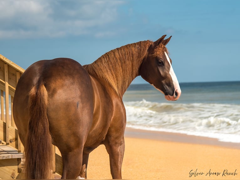 American Quarter Horse Giumenta 4 Anni 147 cm Sauro ciliegia in Morriston, FL