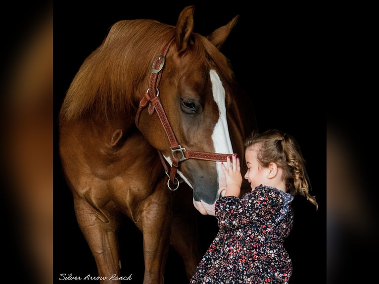 American Quarter Horse Giumenta 4 Anni 147 cm Sauro ciliegia in Morriston, FL