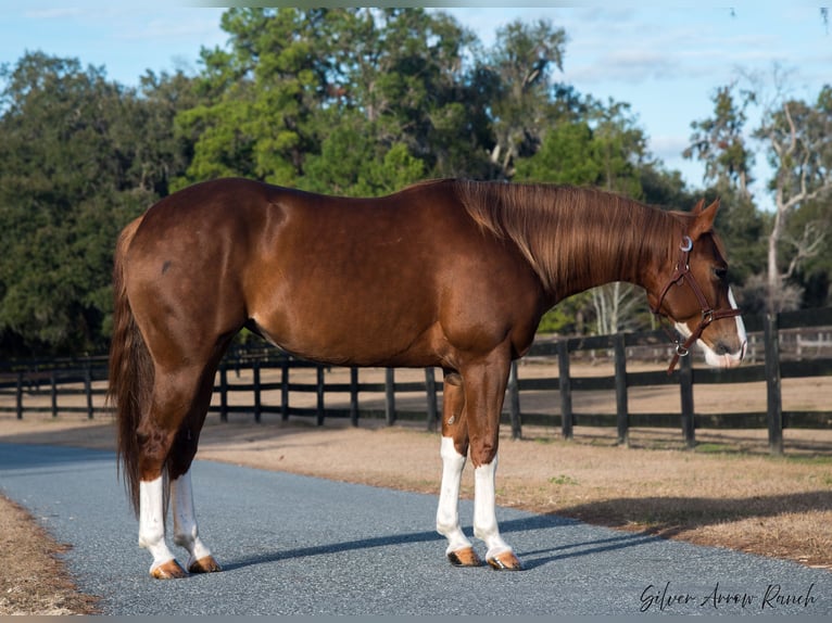 American Quarter Horse Giumenta 4 Anni 147 cm Sauro ciliegia in Morriston, FL