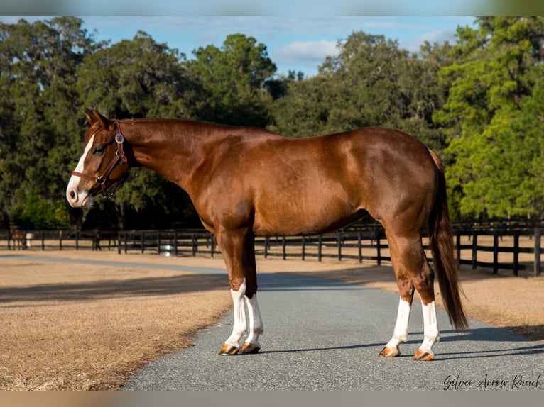 American Quarter Horse Giumenta 4 Anni 147 cm Sauro ciliegia in Morriston, FL