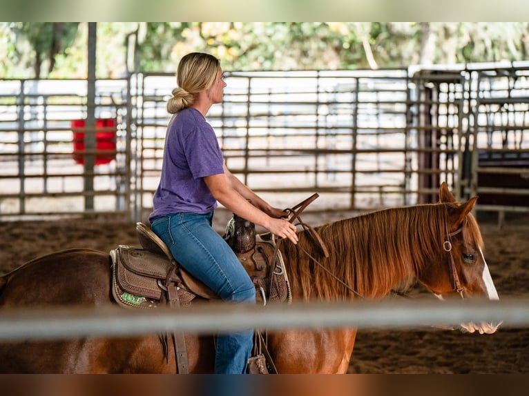 American Quarter Horse Giumenta 4 Anni 147 cm Sauro ciliegia in Morriston, FL