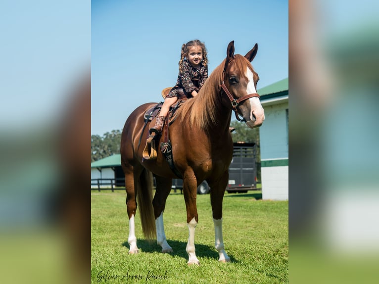 American Quarter Horse Giumenta 4 Anni 147 cm Sauro ciliegia in Morriston, FL