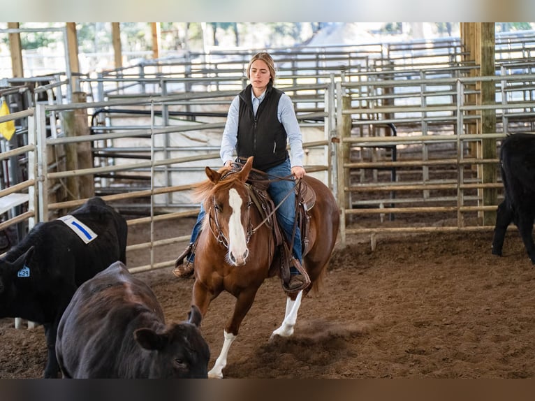 American Quarter Horse Giumenta 4 Anni 147 cm Sauro ciliegia in Morriston, FL