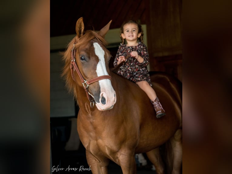 American Quarter Horse Giumenta 4 Anni 147 cm Sauro ciliegia in Morriston, FL