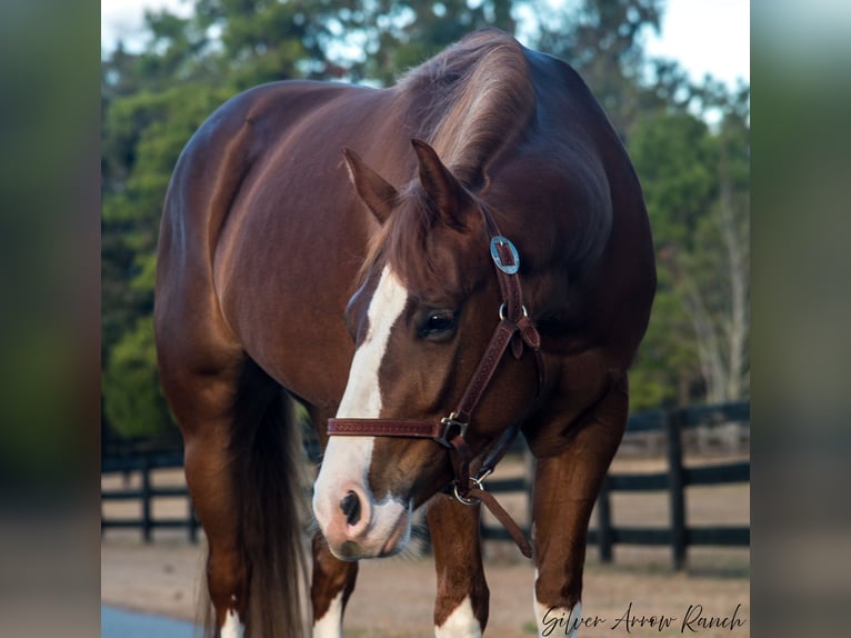 American Quarter Horse Giumenta 4 Anni 147 cm Sauro ciliegia in Morriston, FL