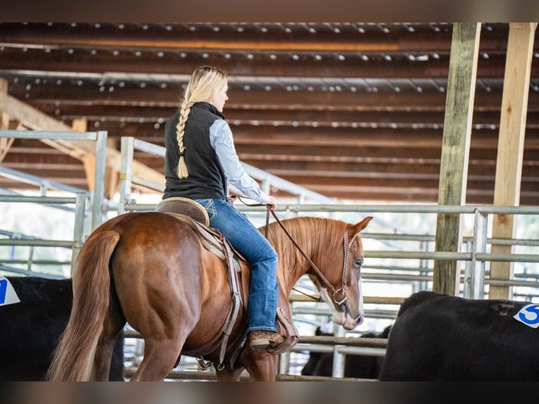 American Quarter Horse Giumenta 4 Anni 147 cm Sauro ciliegia in Morriston, FL