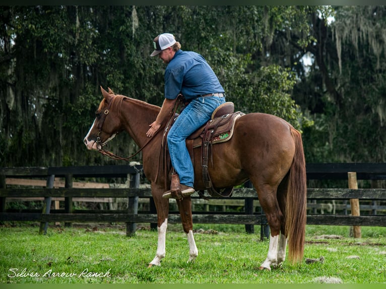 American Quarter Horse Giumenta 4 Anni 147 cm Sauro ciliegia in Morriston, FL