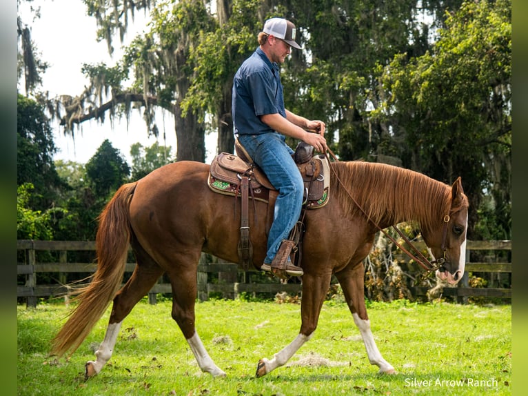 American Quarter Horse Giumenta 4 Anni 147 cm Sauro ciliegia in Morriston, FL