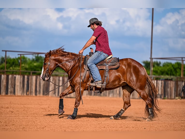 American Quarter Horse Giumenta 4 Anni 147 cm Sauro ciliegia in Waco