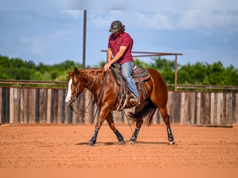 American Quarter Horse Giumenta 4 Anni 147 cm Sauro ciliegia in Waco