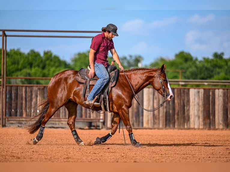 American Quarter Horse Giumenta 4 Anni 147 cm Sauro ciliegia in Waco