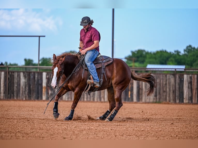 American Quarter Horse Giumenta 4 Anni 147 cm Sauro ciliegia in Waco
