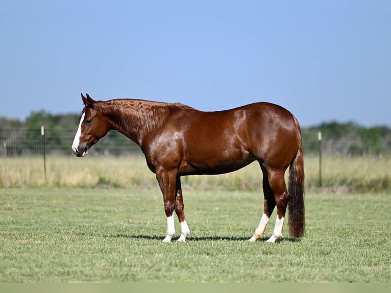 American Quarter Horse Giumenta 4 Anni 147 cm Sauro ciliegia in Waco