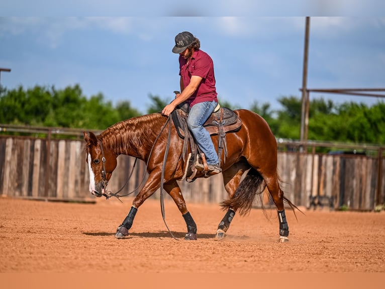 American Quarter Horse Giumenta 4 Anni 147 cm Sauro ciliegia in Waco