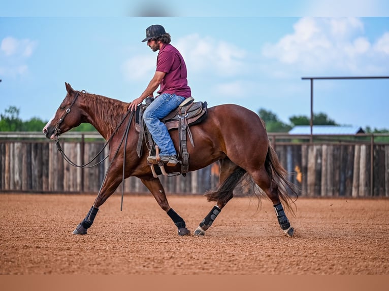 American Quarter Horse Giumenta 4 Anni 147 cm Sauro ciliegia in Waco