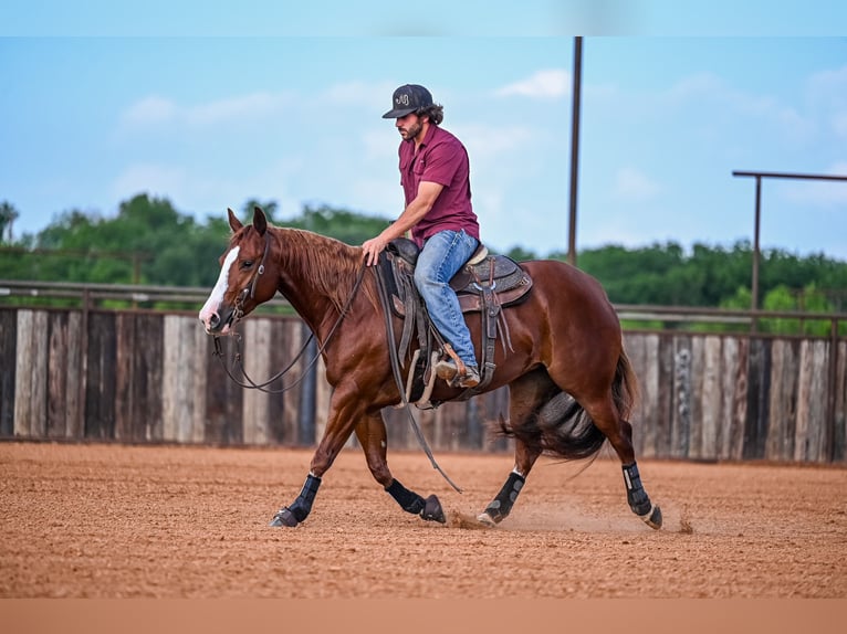 American Quarter Horse Giumenta 4 Anni 147 cm Sauro ciliegia in Waco