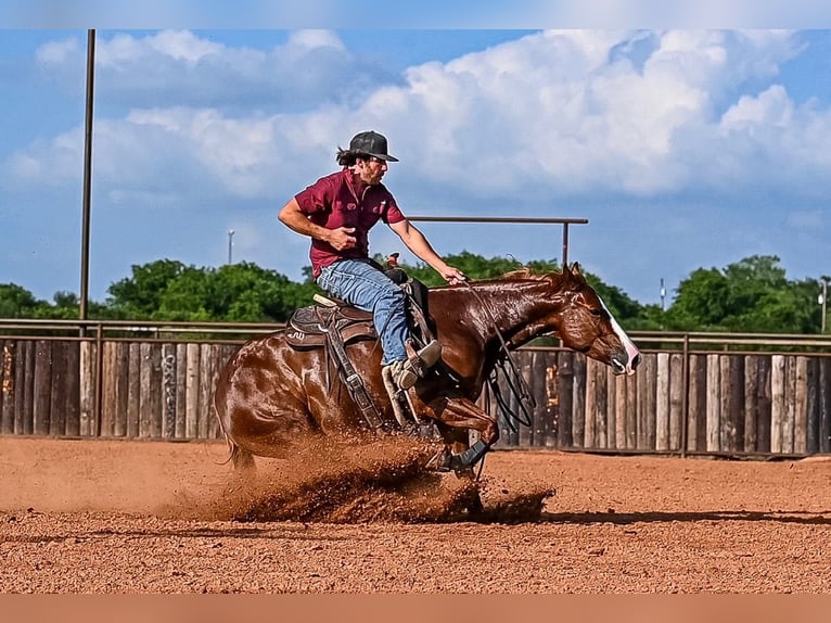 American Quarter Horse Giumenta 4 Anni 147 cm Sauro ciliegia in Waco