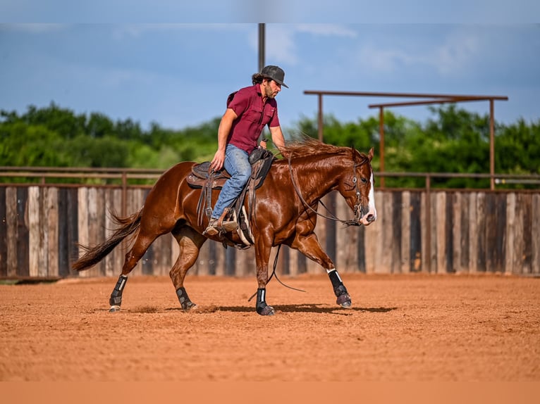 American Quarter Horse Giumenta 4 Anni 147 cm Sauro ciliegia in Waco