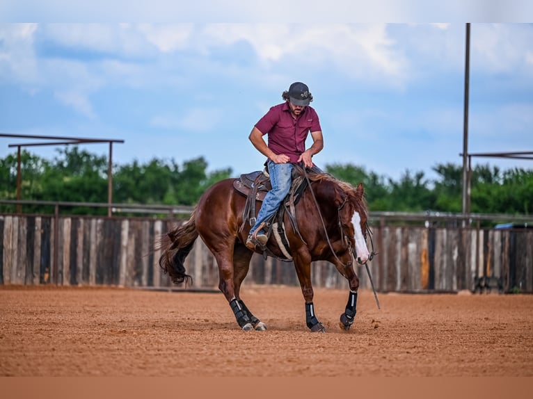American Quarter Horse Giumenta 4 Anni 147 cm Sauro ciliegia in Waco