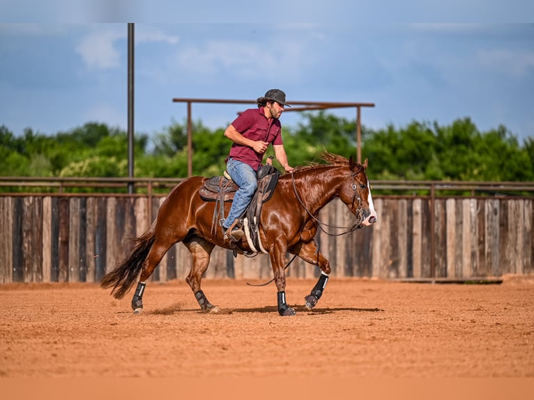 American Quarter Horse Giumenta 4 Anni 147 cm Sauro ciliegia in Waco