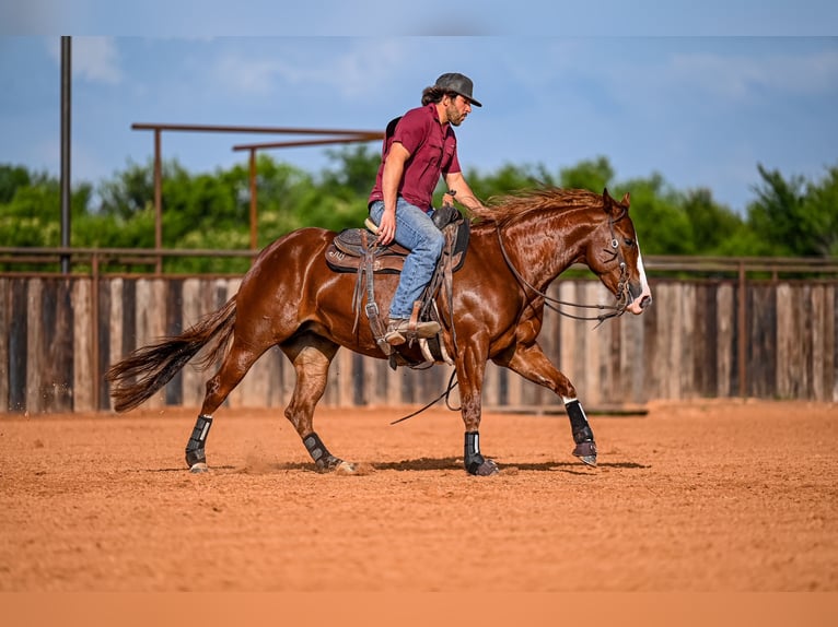 American Quarter Horse Giumenta 4 Anni 147 cm Sauro ciliegia in Waco