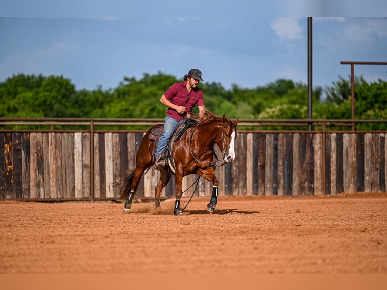 American Quarter Horse Giumenta 4 Anni 147 cm Sauro ciliegia in Waco