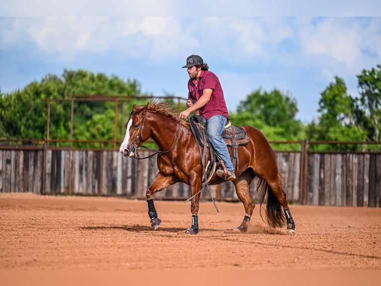 American Quarter Horse Giumenta 4 Anni 147 cm Sauro ciliegia in Waco