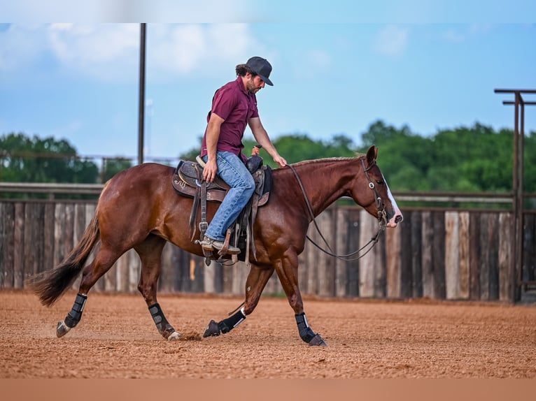 American Quarter Horse Giumenta 4 Anni 147 cm Sauro ciliegia in Waco