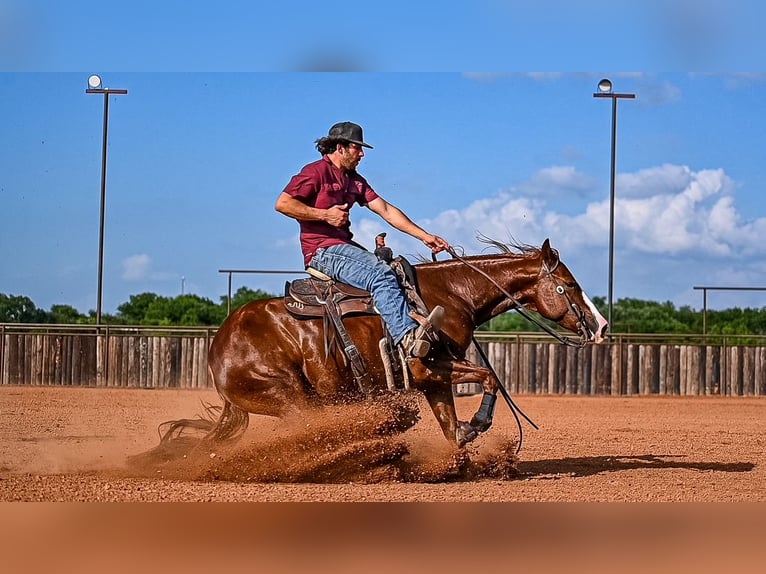 American Quarter Horse Giumenta 4 Anni 147 cm Sauro ciliegia in Waco