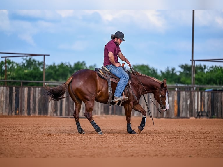 American Quarter Horse Giumenta 4 Anni 147 cm Sauro ciliegia in Waco