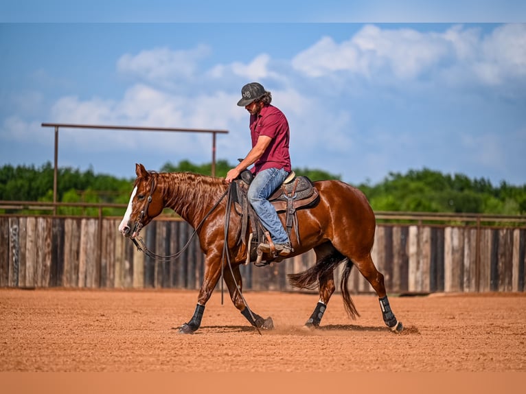 American Quarter Horse Giumenta 4 Anni 147 cm Sauro ciliegia in Waco